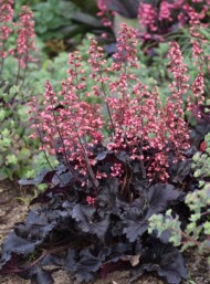 Heuchera ‘Timeless Night