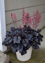 Heuchera ‘Timeless Night’, fot. SVB