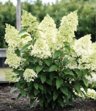 Hydrangea paniculata 'Bokomaho' (MAGICAL MATTERHORN