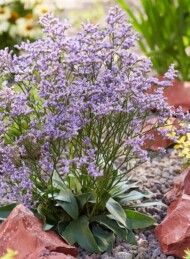 Limonium gmelinii DAZZLE ROCKS