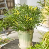 Mahonia eurybracteata Little Soft Caress