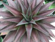 ×Mangave ‘Red Wing’ MAD ABOUT MANGAVE