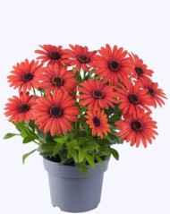 Osteospermum-ecklonis--Astra-Orange-Brique__fot. Florensis