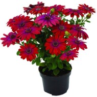 Osteospermum-ecklonis-Dalina Purple Outback_fot. Florensis