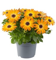 Osteospermum-ecklonis-Serenity-Sunshine-Beauty_fot. Florensis