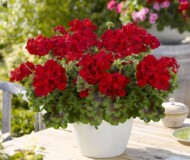 Pelargonium-interspecific-Galaxy-Dark-Red_