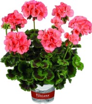 Pelargonium-interspecific-Galaxy-Salmon_