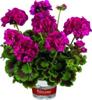 Pelargonium-interspecific-Galaxy-Violet_