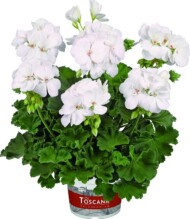 Pelargonium-interspecific-Galaxy-White_