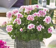 Pelargonium-zonale-Smart-Splash_