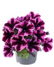 Petunia-grandiflora-GO!Tunia-Cosmic-Pink_