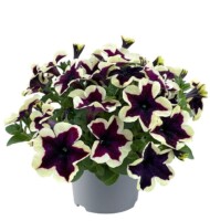 Petunia-grandiflora-GO!Tunia-French-Kiss