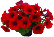 Petunia-grandiflora-Viva-Red-Impr.