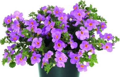 Sutera diffusus MegaCopa™ Pink Glow, fot. Florensis