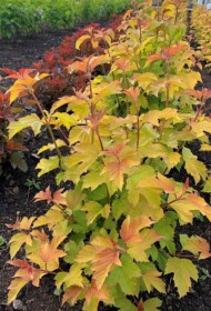 Viburnum opulus 'SMNVODR' (OH CANADA
