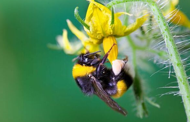 Trzmiel zapylający kwiat pomidora (fot. Koppert)