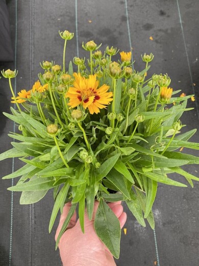 Coreopsis grandiflora Solanna™ Bright Touch - w doniczce o średnicy 13 cm, fot. M. Federowicz