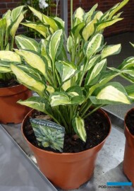 Hosta GYPSY LEMON