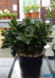 Prunus laurocerasus ‘Miniredia