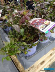 Vaccinium corymbosum CABERNET SPLASH