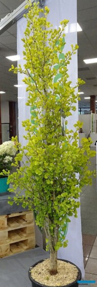 Ginkgo biloba GOLD FLAME