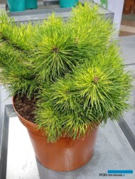 Pinus mugo subsp. uncinata ‘Tukan’, fot. A. Cecot