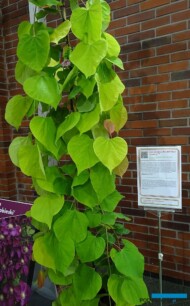 Cercis canadensis GOLDEN FALLS