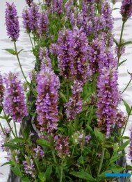 Nepeta nervosa ‘Pink Cat’, fot. A. Cecot