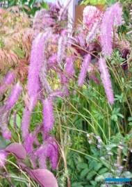 Krwisciag hakusanski_Sanguisorba hakusanensis LILAC SQUIRREL_z ekspozycji Szkółki Szmit_ZtZ2021_fot.AC