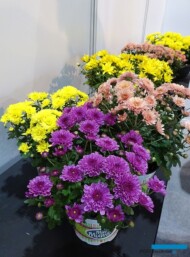 Chryzantemy drobnokwiatowe (Multiflora Line) - odmiany z grupy Branfountain_ZtZ2021_fot. A. Cecot