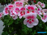 Pelargonium zonale Solfaro Horta - nowość_Brandkamp_ZielenToZycie2021_fot.-AC