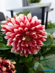 Dalia Dalitza Red Tips_Brandkamp_ZielenToZycie2021_fot.-AC