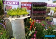 Wrzosy (z gospodarstwa Wągrodzki) - typowy eksponat ZtŻ