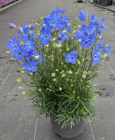 Delphinium grandiflorum Ocean Cheer Blue - 3 rośliny w doniczce 19-centymetrowej, fot. M. Federowicz