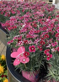dianthus-caryophyllus-flutterburst__Florensis