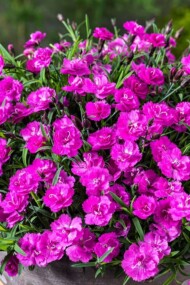 dianthus-caryophyllus-Mountain-Frost-Collection-Pink-PomPom_Florensis
