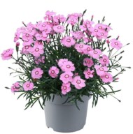 dianthus-caryophyllus-Mountain-Frost-Collection-Pink-Twinkle_Florensis