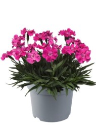 dianthus-caryophyllus-Mountain-Frost-Collection-Rose Bouquet_Florensis
