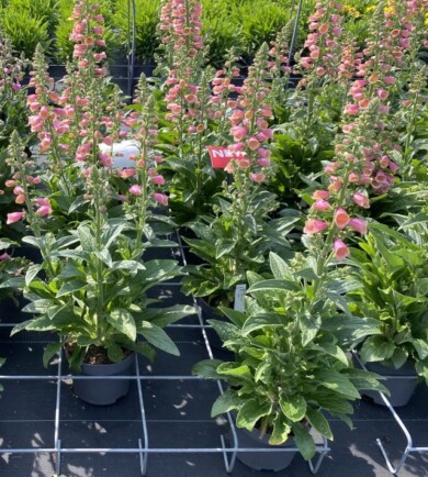 Digitalis purpurea Arctic Fox Rose, fot. M. Federowicz