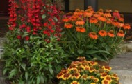Byliny lata charakteryzuje coraz bogatszy asortyment, w którym przybywa odmian zakwitających w 1. roku uprawy (u góry z prawej Echinacea pupurea Lakota Orange), fot. Florensis