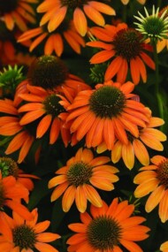 Echinacea-purpurea-Lakota-Orange_Florensis