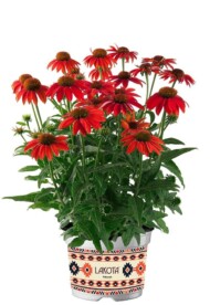 Echinacea-purpurea-Lakota-Red_Florensis