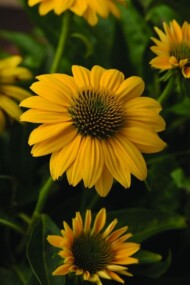 Echinacea purpurea Sombrero Compact Yellow