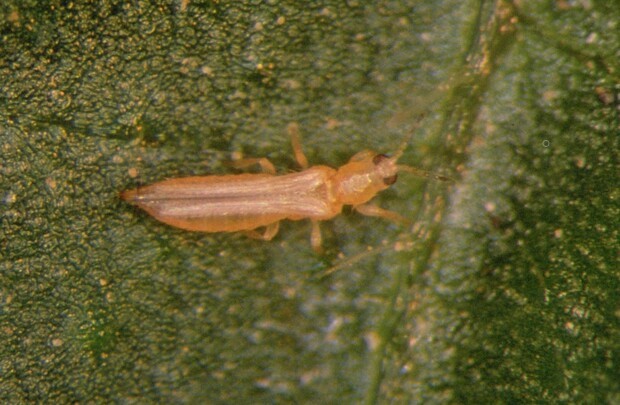 Wciornastek zachodni (Frankliniella occidentalis)
