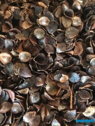 SanTop_Ceres_ZielenToZycie2021_fot.AC