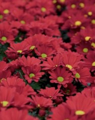 Chryzantema doniczkowa "średniokwiatowa" 'Cardinal Time_RoyalVanZanten