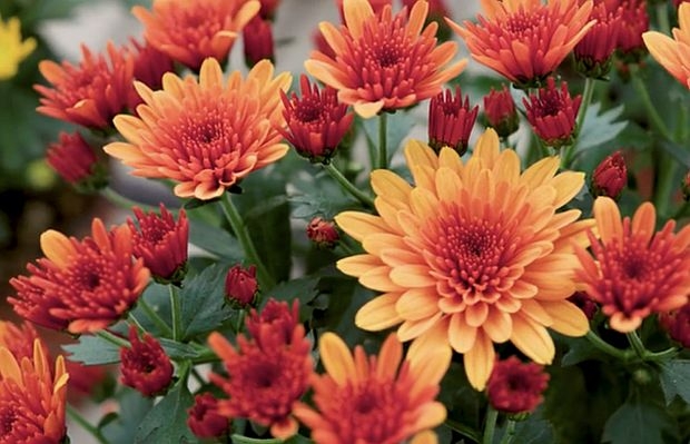 Wciąż można się zapoznać z ofertą firmy Royal van Zanten zaprezentowaną w Holandii podczas czerwcowych pokazów, a udostępnioną także online; wśród pokazanych roślin znalazły się doniczkowe chryzantemy (tu: Milkshake™ Papaya); fot. A. Cecot - prt.scr.