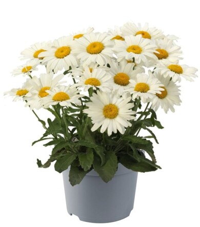 Leucanthemum maximum White Lion F1, fot. Florensis