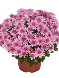 Chryzantema_Milkshake™ Raspberry_RvZ