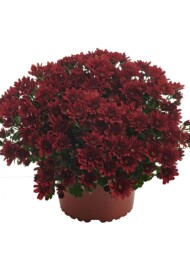 Chryzantema_Milkshake™ Strawberry_RvZ